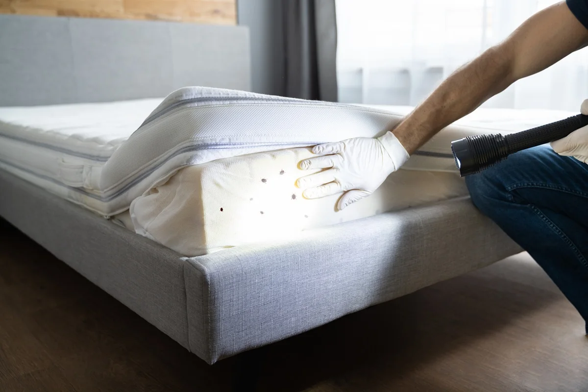 bed-bug-bites.webp